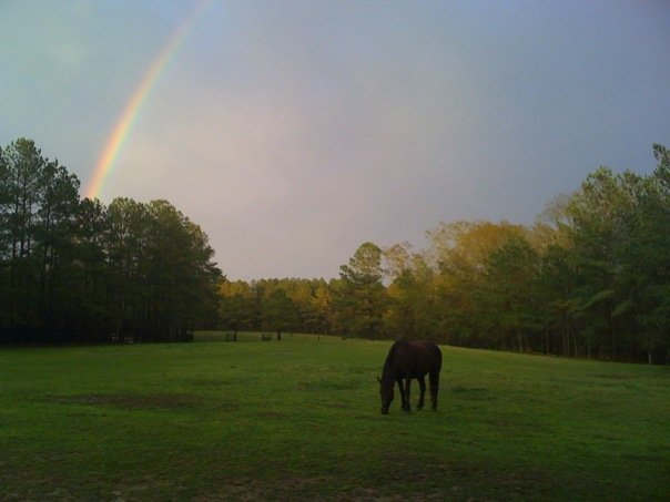 rainbow-horse