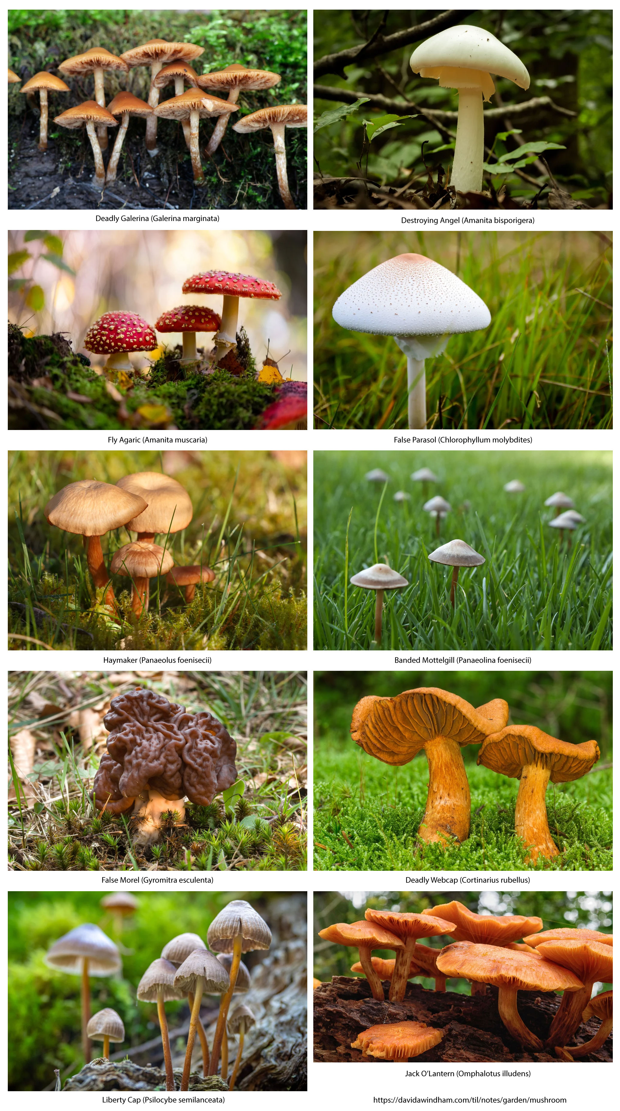Poisnous Mushrooms in South Carolina